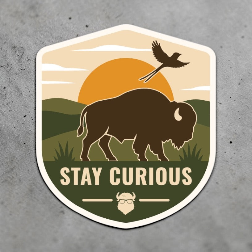 Oklahoma bison vinyl sticker displayed on a gray surface with a scissortail flying over a prairie sunset and Stay Curious wording, shown as an outdoor travel gift or souvenir